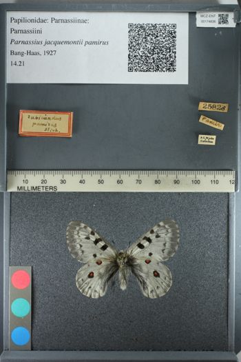Media type: image;   Entomology 174836